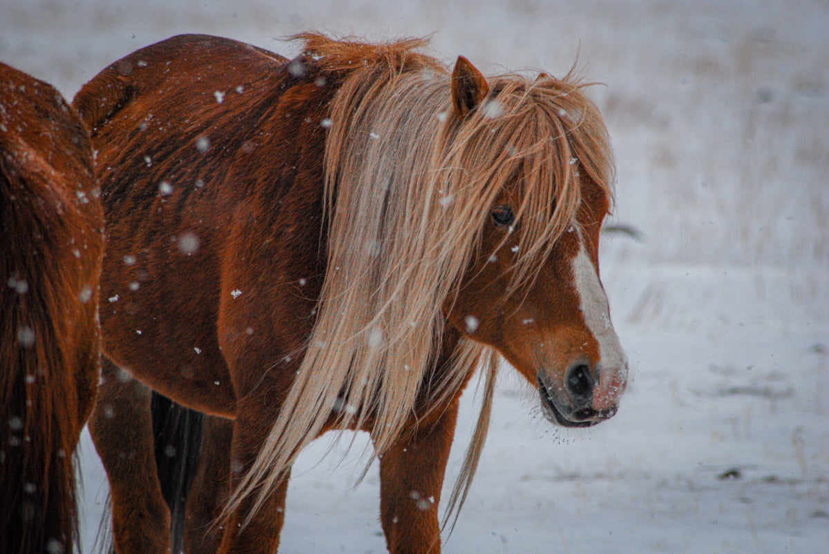 White Violin Bow Hair Replacement Bow Hair Stringed Instrument